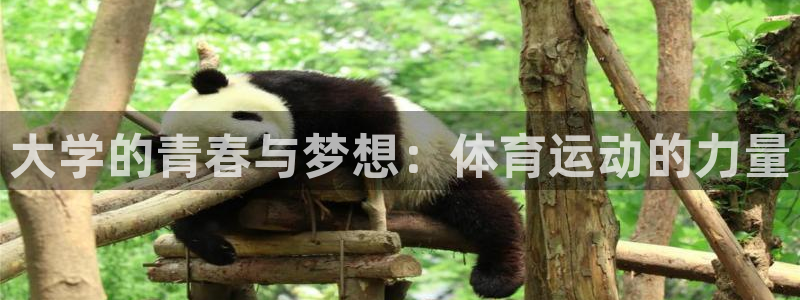 一竞技官网下载招商:大学的青春与梦想:体育运动的力量
